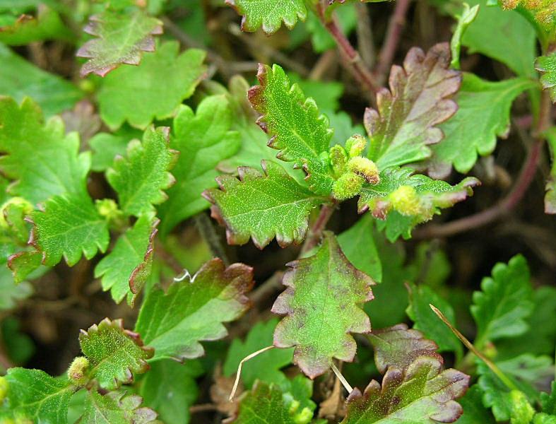 Galla di Vasates teucrii  su Teucrium chamaedrys